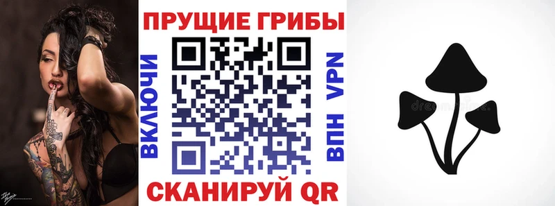 Купить где  Красный Кут  Псилоцибиновые грибы GOLDEN TEACHER 